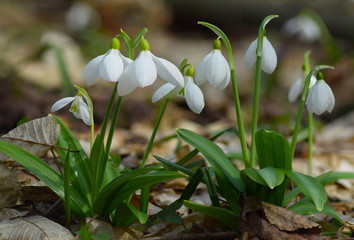 Snowdrops Galanthus plicatus in spring forest