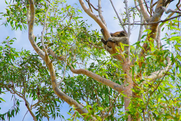 Koala Perth Australia