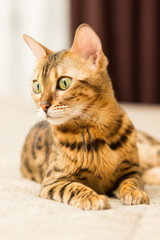 Cat of Bengali breed in a home setting lies on the couch