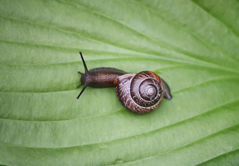 Snail in the garden.
