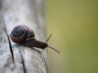 Snail crawling on the wooden stick.
