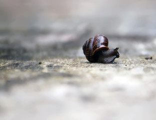 Snail crawling on the ground.