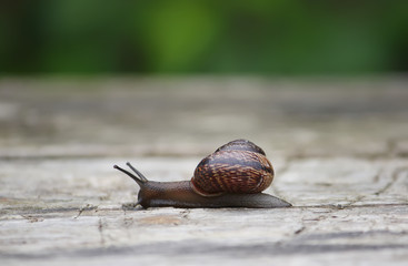 Snail crawling on the wood