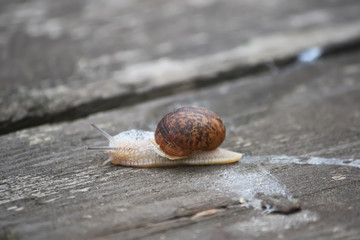 Snail crawling on the wood