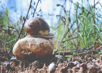 Snail in the garden