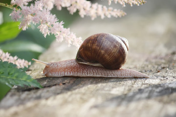 Snail crawling on the wood