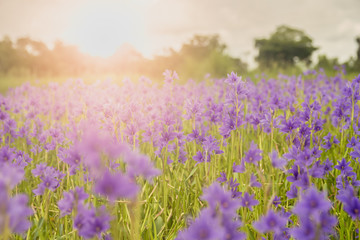 Fototapeta premium Purple flowers.