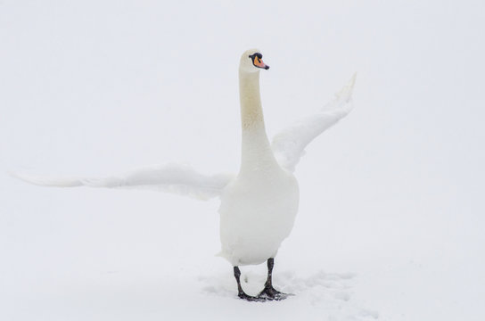 White swan in the snow spread its wings