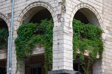 Fototapeta na wymiar Green ivy grows thicker on the wall of the building with balconies