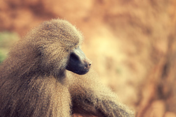A resting monkey