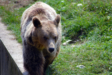 Obraz premium Wild animal bear