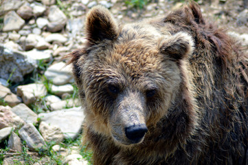 Fototapeta na wymiar Wild animal bear