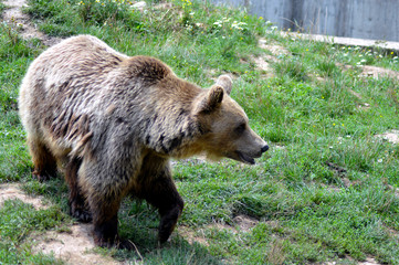 Fototapeta premium Wild animal bear