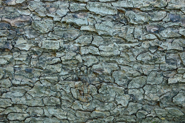 The surface of the bark background.