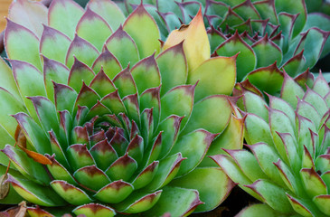 succulent plants or Hens and chicks.it an amazing tolerance for poor soils
House Plants Safe For Animals.