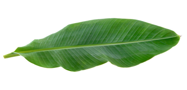 Fototapeta Banana Leaf isolated on white background