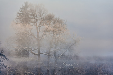 Obraz na płótnie Canvas Winter Wonderland in the morning