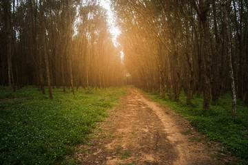 Rubber trees with morning light.