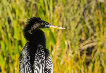 Anhinga Bird Everglades Florida