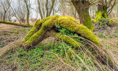 Dead fallen tree covered with moss