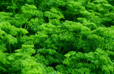 Health Benefits of Parsley (Petrosalinum sativum)
Many parsley in the garden. 

