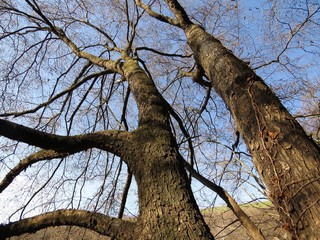 Fototapeta na wymiar Low angle view of trees