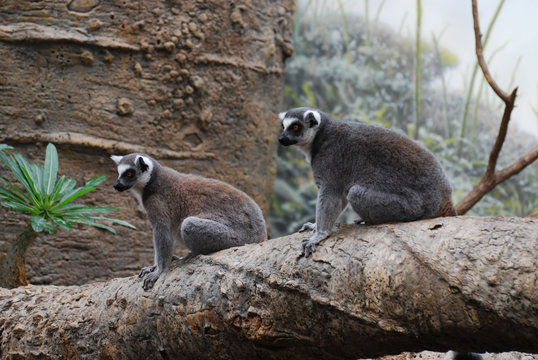 Pair of Adorable Ring Tailed Lemurs Sitting Together on a Tree