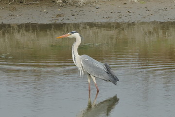 Airone Cenerino nel Parco del Delta del Po Emilia Romagna