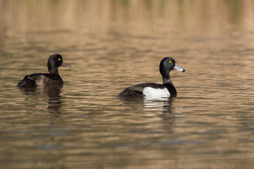Tufted Duck, Aythya fuligula