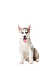 Siberian Husky puppy isolated on a white background