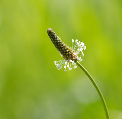 Flower with long middle on a green background