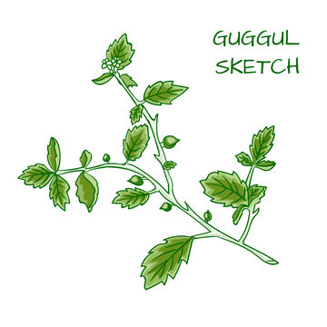 Guggul hand drawn VECTOR colorful sketch.