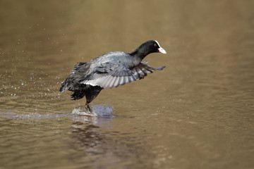 Eurasian Coot, Coot, Fulica atra