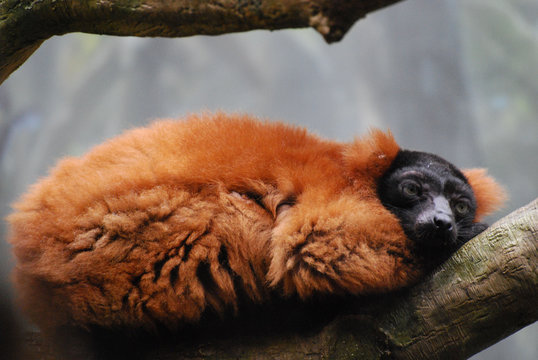 Sleeping Red Ruffed Lemur Curled Up in a Tree
