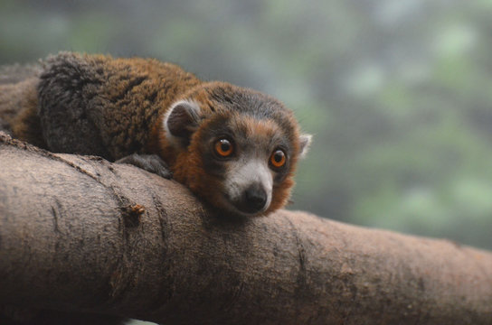 Brown Collared Lemur Resting His Head on a Branch
