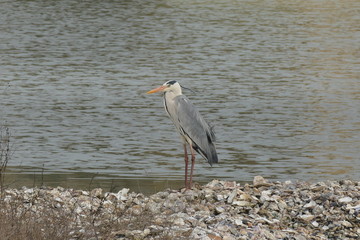 Airone Cenerino nelle Valli di Comacchio