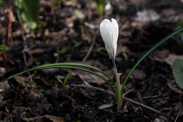 Crocus spring flower