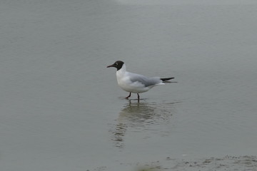 Gabbiano Comune nelle Valli di Comacchio