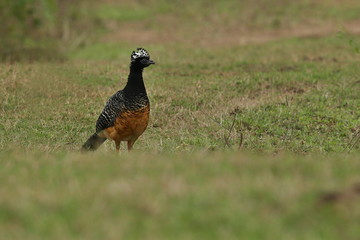 bird of pantanal in the nature habitat, wild brasil, brasilian wildlife, pantanal, green jungle, south american nature and wild