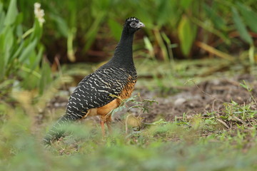 bird of pantanal in the nature habitat, wild brasil, brasilian wildlife, pantanal, green jungle, south american nature and wild