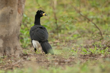 bird of pantanal in the nature habitat, wild brasil, brasilian wildlife, pantanal, green jungle, south american nature and wild