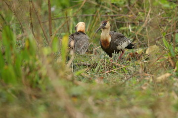 bird of pantanal in the nature habitat, wild brasil, brasilian wildlife, pantanal, green jungle, south american nature and wild