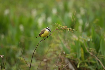 bird of pantanal in the nature habitat, wild brasil, brasilian wildlife, pantanal, green jungle, south american nature and wild