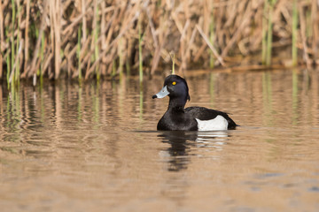 Tufted Duck, Aythya fuligula