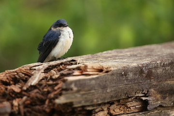 bird of pantanal in the nature habitat, wild brasil, brasilian wildlife, pantanal, green jungle, south american nature and wild
