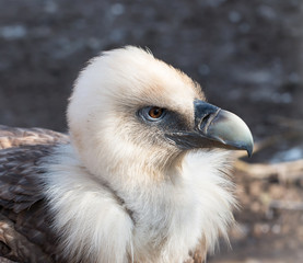 predatory bird head