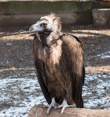 predatory bird
