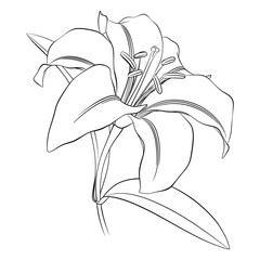 черный контур цветка лилии на белом фоне, для раскрашивания
