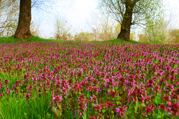 Summer wildflowers and clouds
