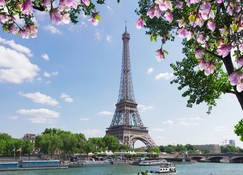 eiffel tour over Seine river with tree and spring magnolia flowers, Paris, France